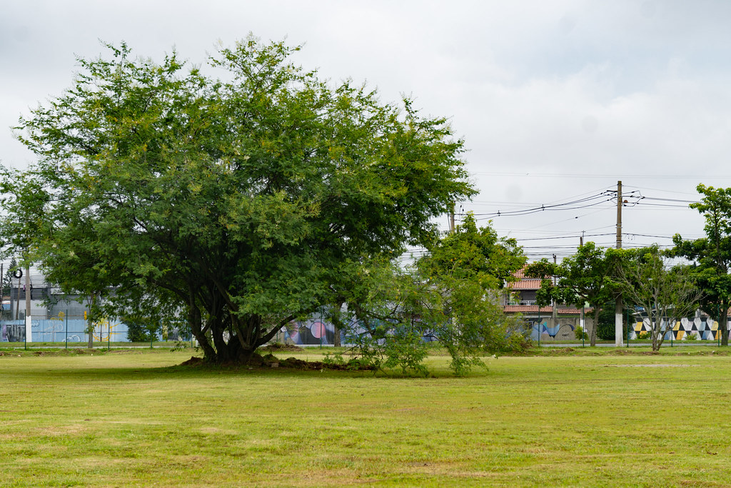 Área verde do Parque Max Feffer, em Suzano